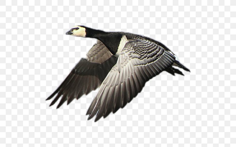 Goose Duck Fauna Beak Vulture, PNG, 512x512px, Goose, Beak, Bird, Duck, Ducks Geese And Swans Download Free