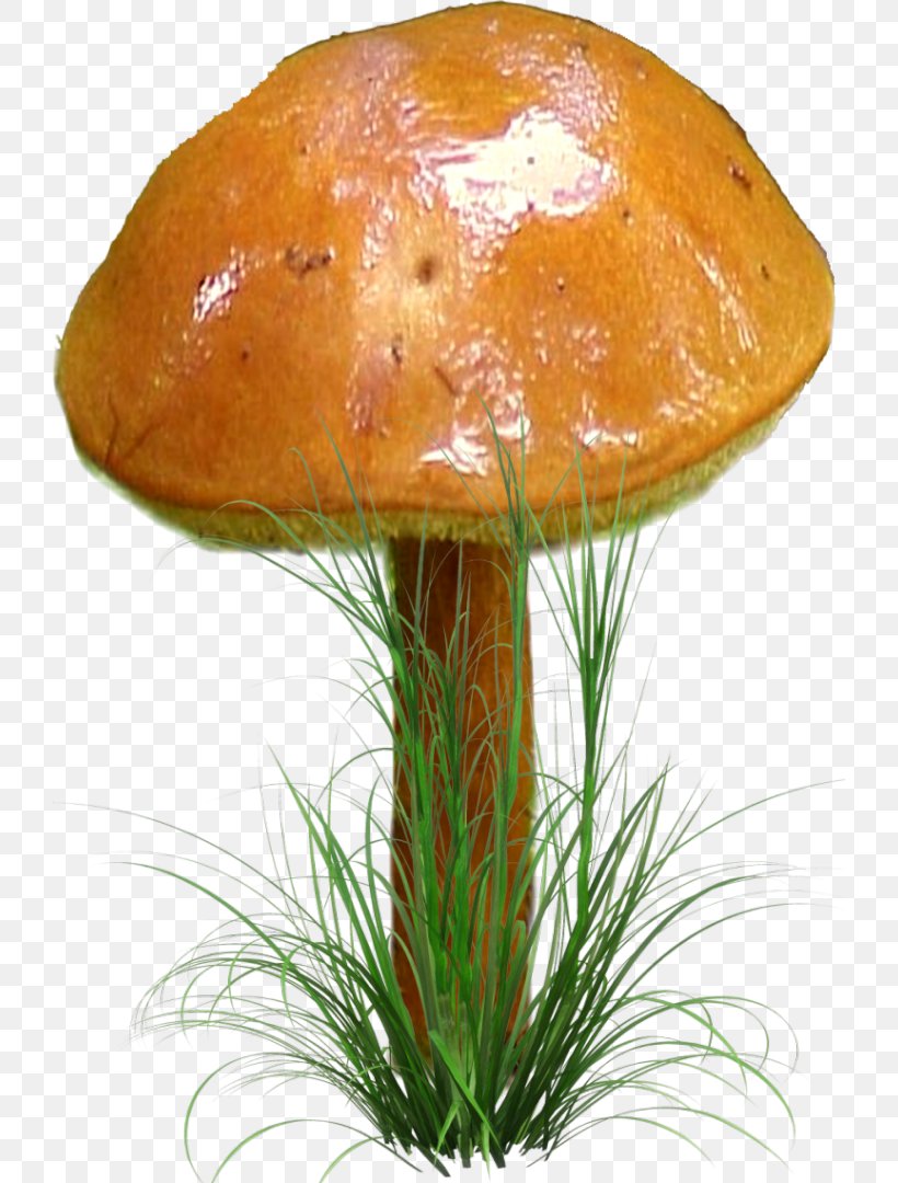 Fungus Clip Art Mushroom Digital Image, PNG, 724x1080px, Fungus, Agaric, Bolete, Digital Image, Drawing Download Free