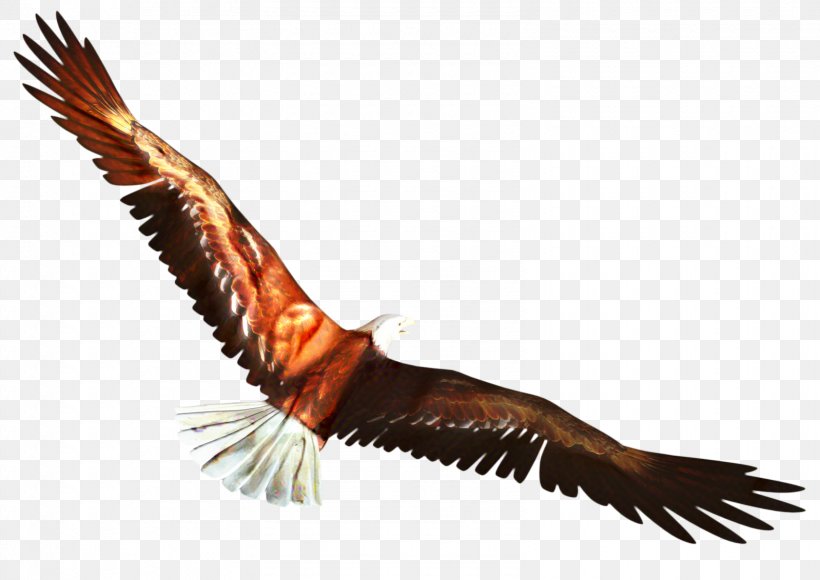 Cartoon Bird, PNG, 1598x1131px, Bald Eagle, Accipitridae, Beak, Bird, Bird Of Prey Download Free