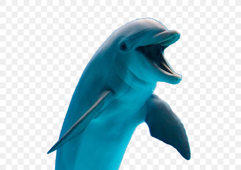 Dolphin Clip Art, PNG, 500x578px, Dolphin, Beak, Bottlenose Dolphin, Cetacea, Cobalt Blue Download Free