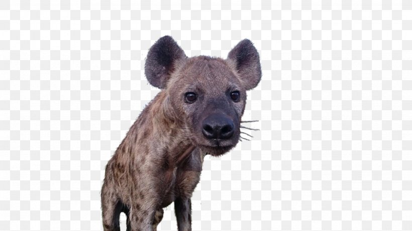 Hyena Terrestrial Animal Wildlife Snout, PNG, 1024x576px, Hyena, Animal, Carnivoran, Fauna, Mammal Download Free