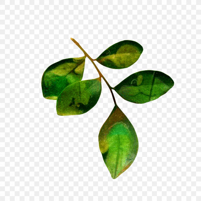 Leaf Tea Clip Art Branch, PNG, 1800x1800px, Leaf, Botany, Branch, Clover, Drawing Download Free