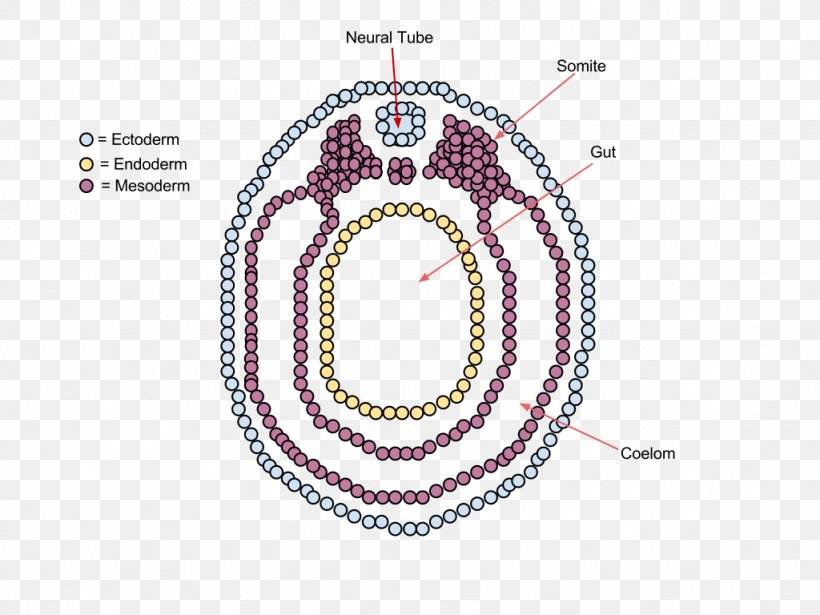 Vertebrate Neurulation Embryo Ontogeny, PNG, 1024x768px, Vertebrate, Bead, Cross Section, Development Of The Nervous System, Developmental Biology Download Free