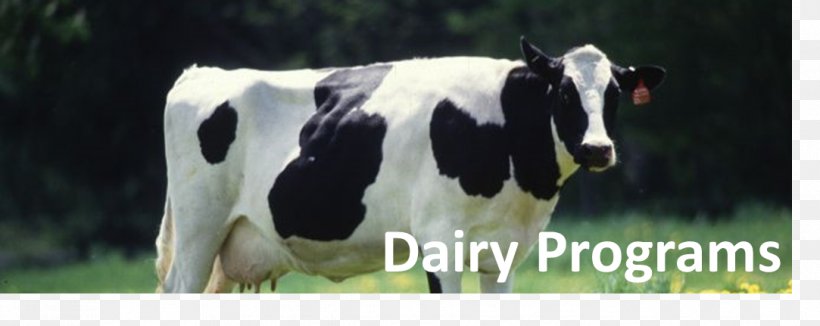 Holstein Friesian Cattle Milk Hereford Cattle Guernsey Cattle Angus Cattle, PNG, 1083x431px, Holstein Friesian Cattle, Angus Cattle, Beef Cattle, Calf, Cattle Download Free