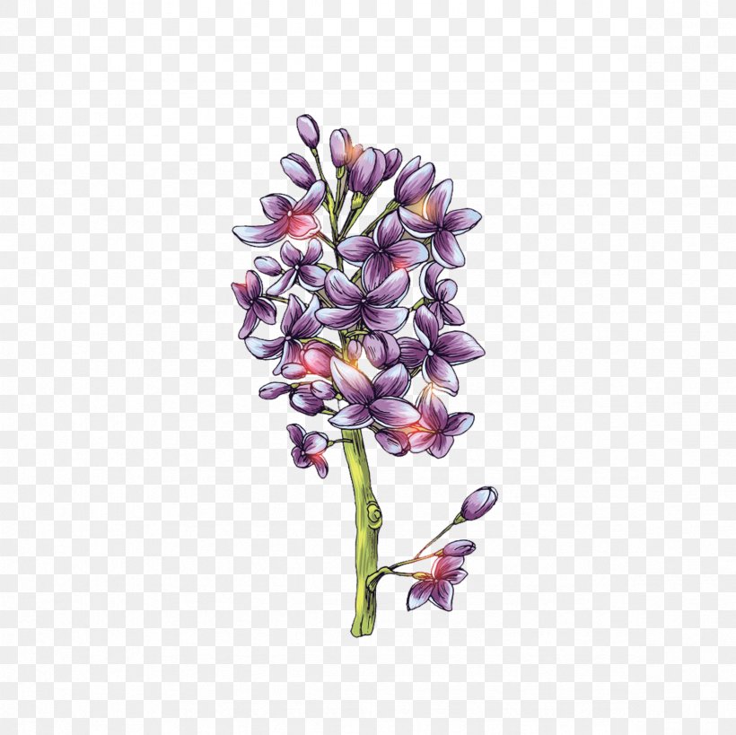 Lilac Syzygium Aromaticum Violet, PNG, 2362x2362px, Lilac, Color, Cut Flowers, Flora, Floral Design Download Free