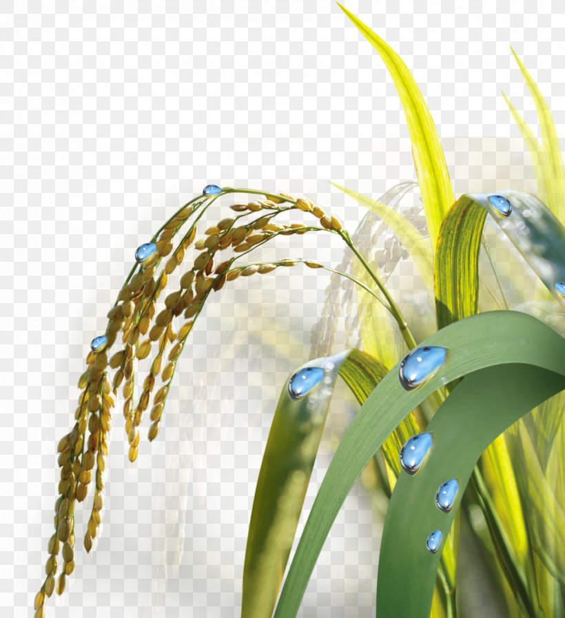 Paddy Field Gold Illustration, PNG, 1685x1845px, Paddy Field, Arable Land, Cdr, Fundal, Gold Download Free