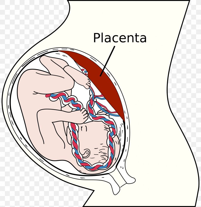 Placenta Nutrient Fetus Uterus Umbilical Cord, PNG, 2000x2063px, Watercolor, Cartoon, Flower, Frame, Heart Download Free
