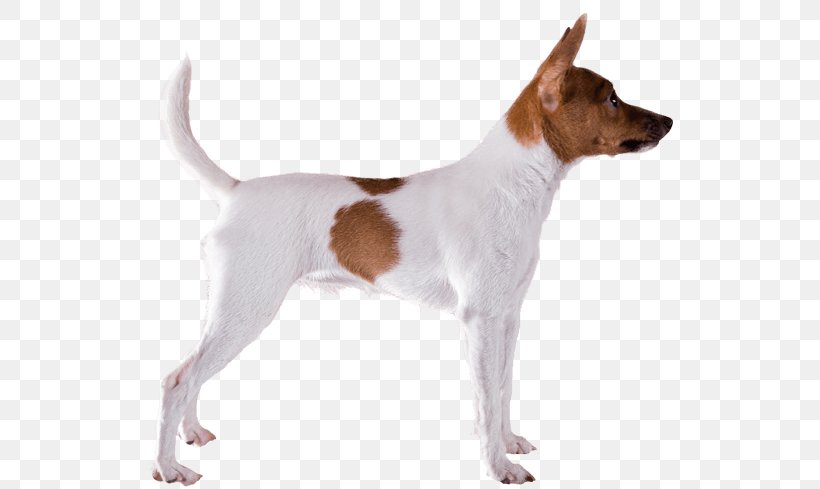 Tenterfield Terrier Toy Fox Terrier Miniature Fox Terrier Smooth Fox Terrier Jack Russell Terrier, PNG, 567x489px, Tenterfield Terrier, Ancient Dog Breeds, Canaan Dog, Carnivoran, Companion Dog Download Free