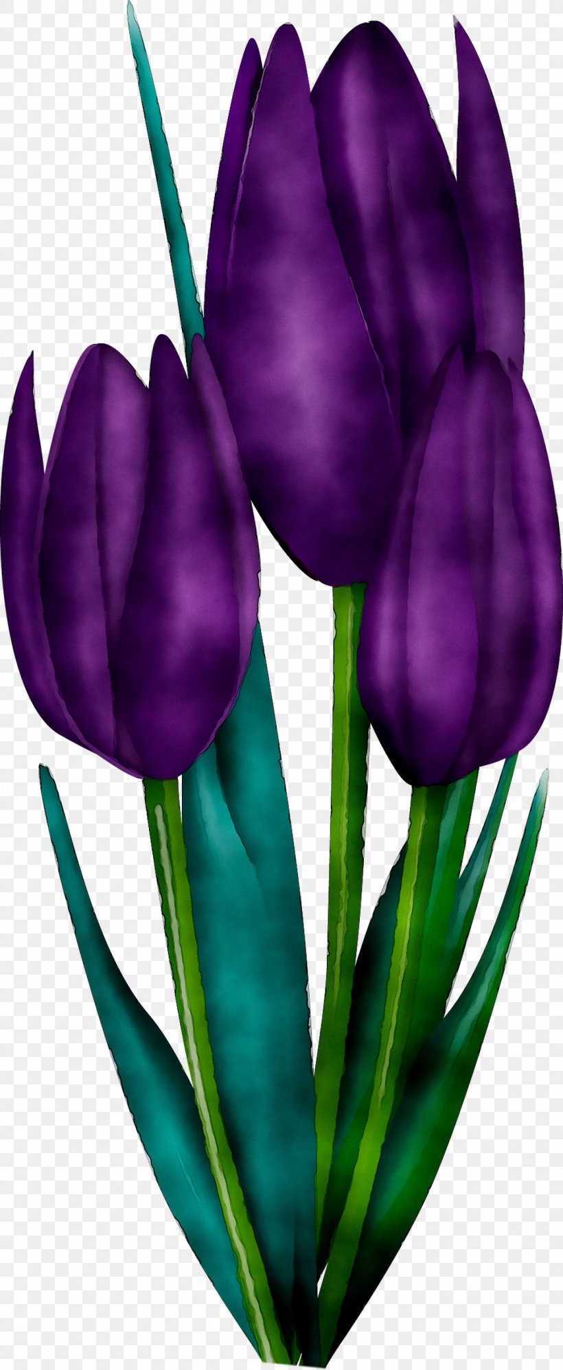 Tulip Plant Stem Cut Flowers Petal Purple, PNG, 1111x2705px, Tulip, Botany, Crocus, Cut Flowers, Flower Download Free