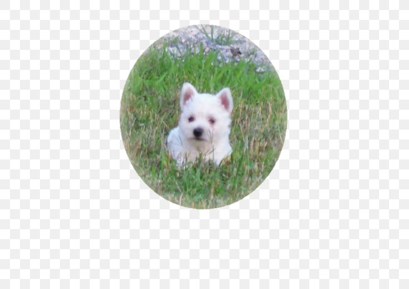 West Highland White Terrier Maltese Dog Puppy Dog Breed, PNG, 680x580px, West Highland White Terrier, Acre, Arrowhead, Breed, Breeder Download Free