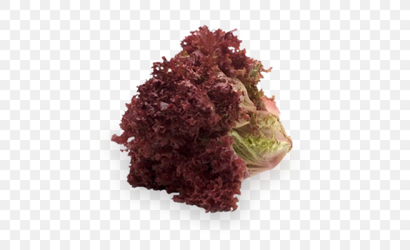 Belgorodsortsemovoshch Red Leaf Lettuce Salad Vegetable, PNG, 500x500px, Red Leaf Lettuce, Assortment Strategies, Belgorod, Braising, Cultivar Download Free