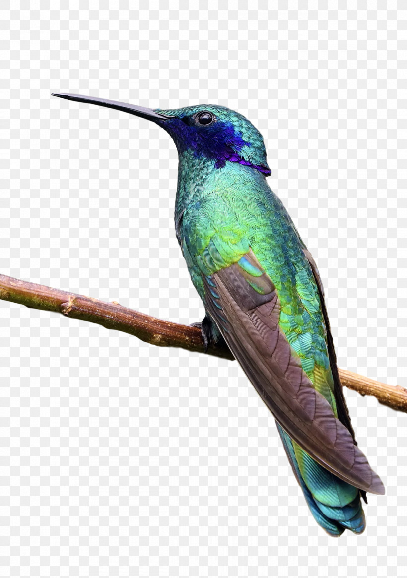 Feather, PNG, 1200x1705px, Hummingbirds, Beak, Feather Download Free