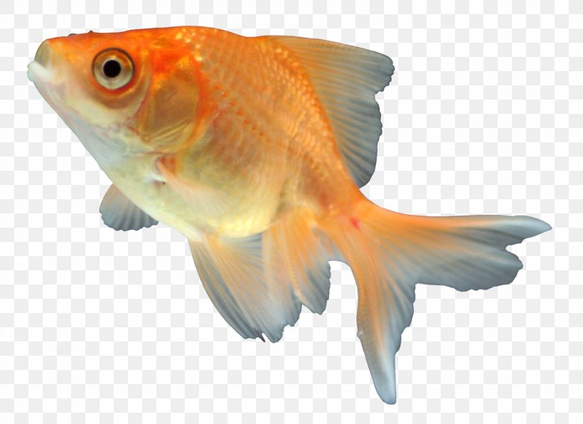 Goldfish Feeder Fish Fauna Orange S.A., PNG, 1600x1164px, Goldfish, Bony Fish, Fauna, Feeder Fish, Fin Download Free