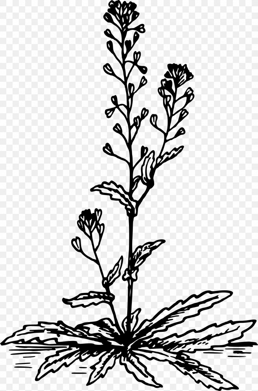 Shepherd's Purse Handbag Clip Art, PNG, 1582x2400px, Shepherd, Black And White, Branch, Email, Flora Download Free