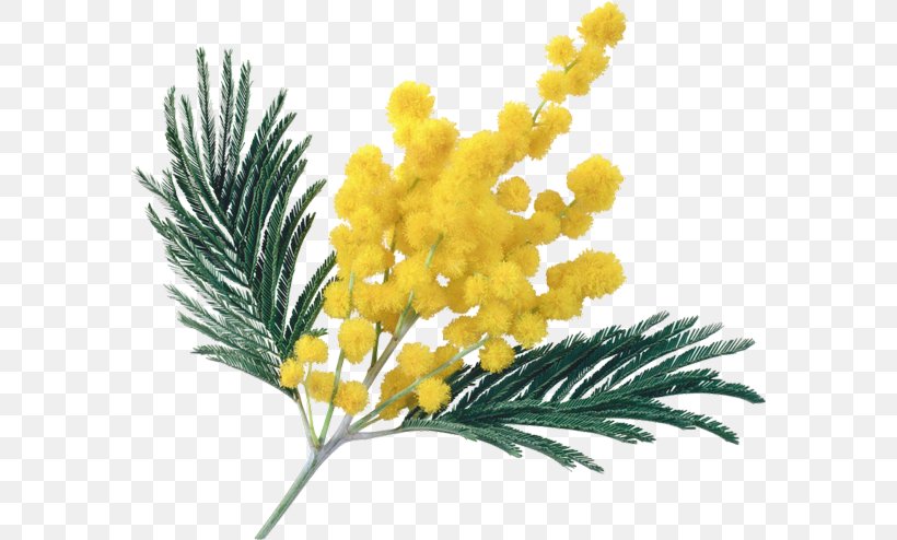 Acacia Dealbata Flower Mimosa Pudica JPEG, PNG, 580x494px, Acacia Dealbata, Cut Flowers, Fennel, Flower, Irises Download Free