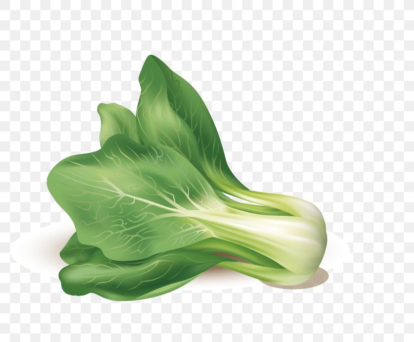 Leaf Vegetable Euclidean Vector, PNG, 780x677px, Leaf Vegetable, Bok Choy, Cabbage, Chinese Cabbage, Green Download Free