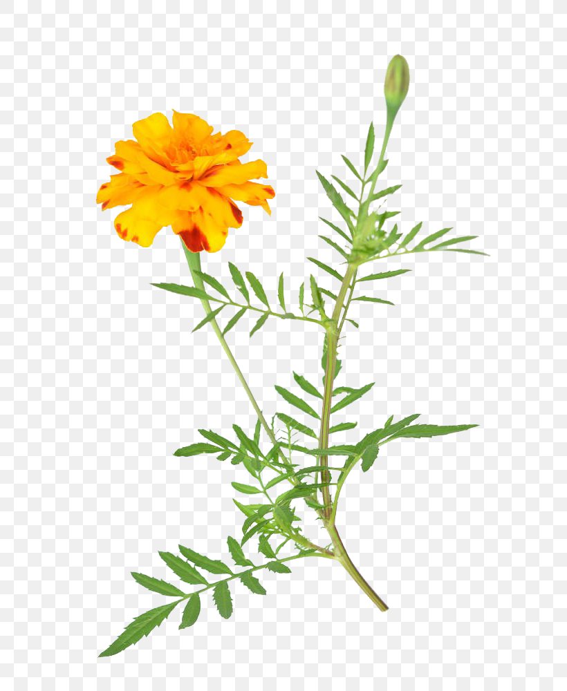Mexican Marigold Flower Stock Photography Dahlia, PNG, 648x1000px, Mexican Marigold, Branch, Calendula, Calendula Officinalis, Chrysanthemum Download Free