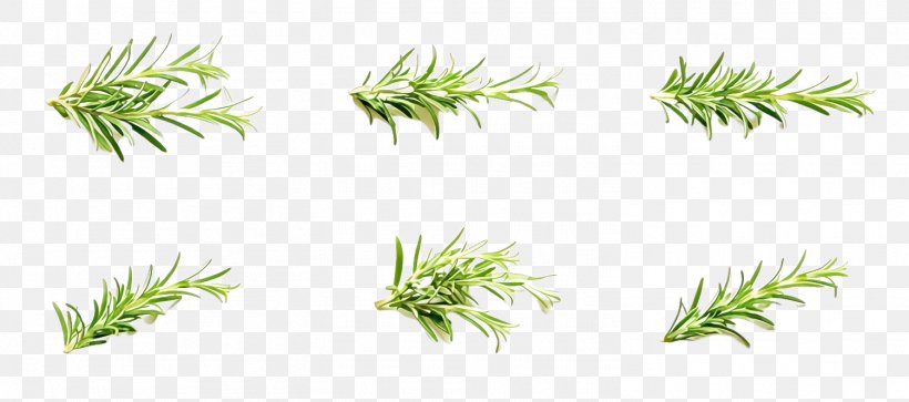 Rosemary, PNG, 1502x666px, Plant, Aquarium Decor, Chlorophyta, Flower, Grass Download Free