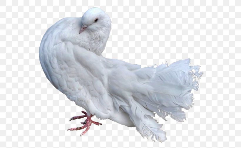 Stock Dove Domestic Pigeon Bird Columbidae Parrot, PNG, 600x502px, Stock Dove, Advertising, Animal, Beak, Bird Download Free