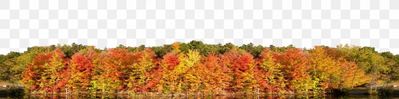 Temperate Broadleaf And Mixed Forest Tree Autumn Mixed Coniferous Forest, PNG, 1200x300px, Tree, Autumn, Broadleaved Tree, Forest, Grass Download Free