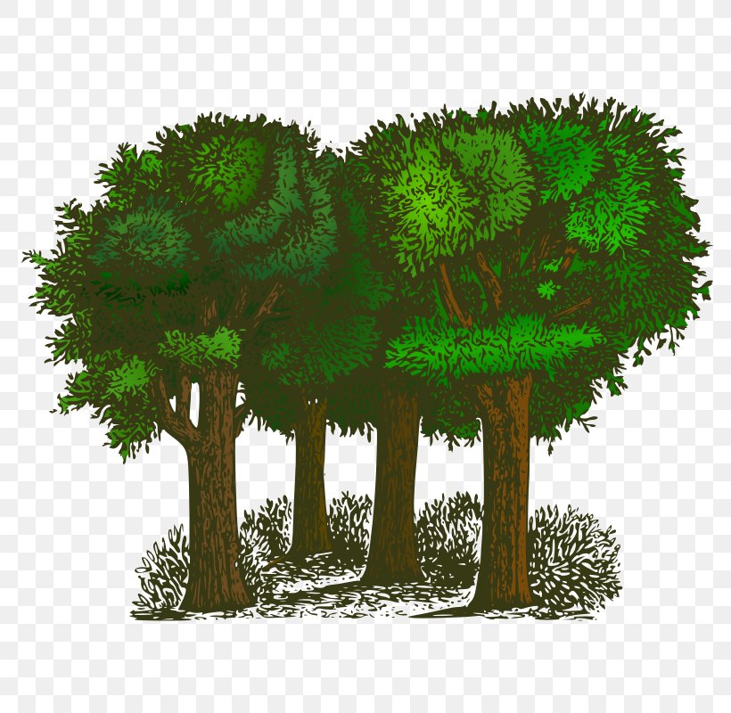 Tree Free Content Clip Art, PNG, 800x800px, Tree, Biome, Branch, Drawing, Evergreen Download Free