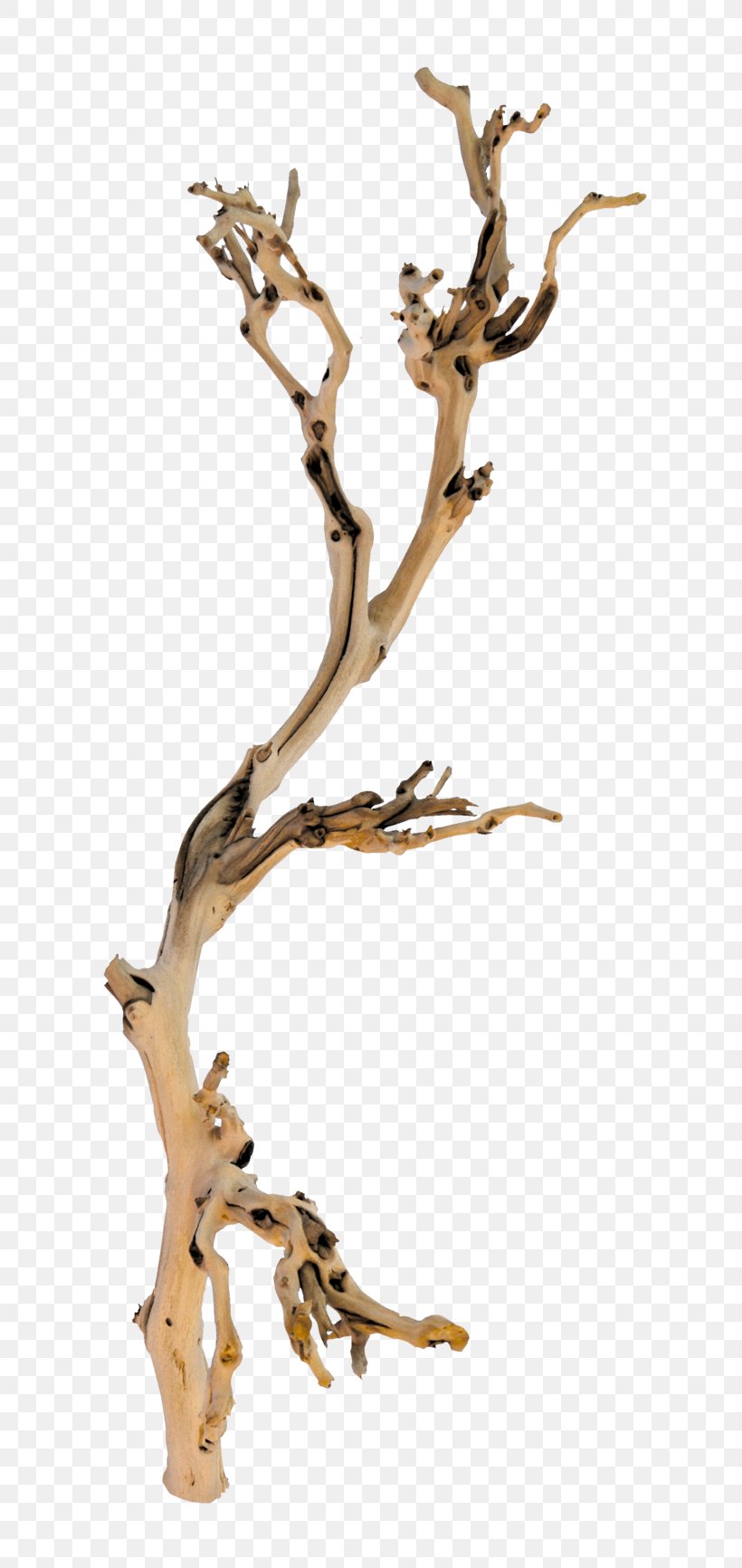 Branch Tree Twig Wood, PNG, 800x1732px, Branch, Forest, Plant, Root
