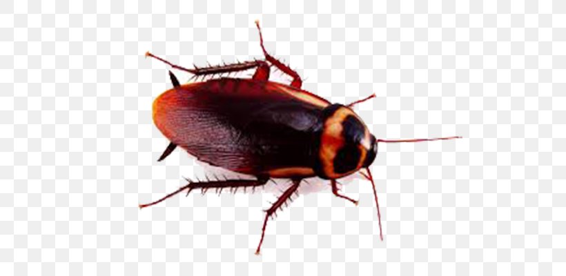 German Cockroach Insect American Cockroach Pest Control, PNG, 700x400px, Cockroach, American Cockroach, Arthropod, Beetle, Brown Cockroach Download Free