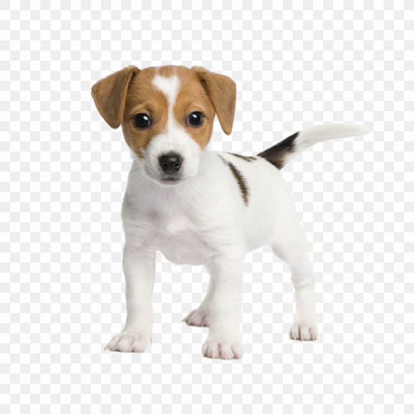 Jack Russell Terrier Miniature Fox Terrier Bull Terrier Chihuahua Rat Terrier, PNG, 2953x2953px, Jack Russell Terrier, American Pit Bull Terrier, Beagle, Bull Terrier, Carnivoran Download Free