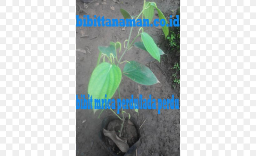 Leaf Herb Tree, PNG, 500x500px, Leaf, Herb, Organism, Plant, Soil Download Free