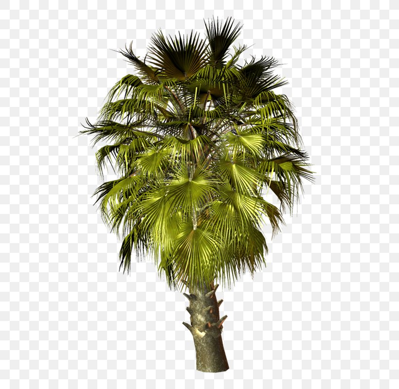 Asian Palmyra Palm Palm Trees Babassu Coconut, PNG, 523x800px, Asian Palmyra Palm, Areca Nut, Arecales, Attalea Speciosa, Babassu Download Free