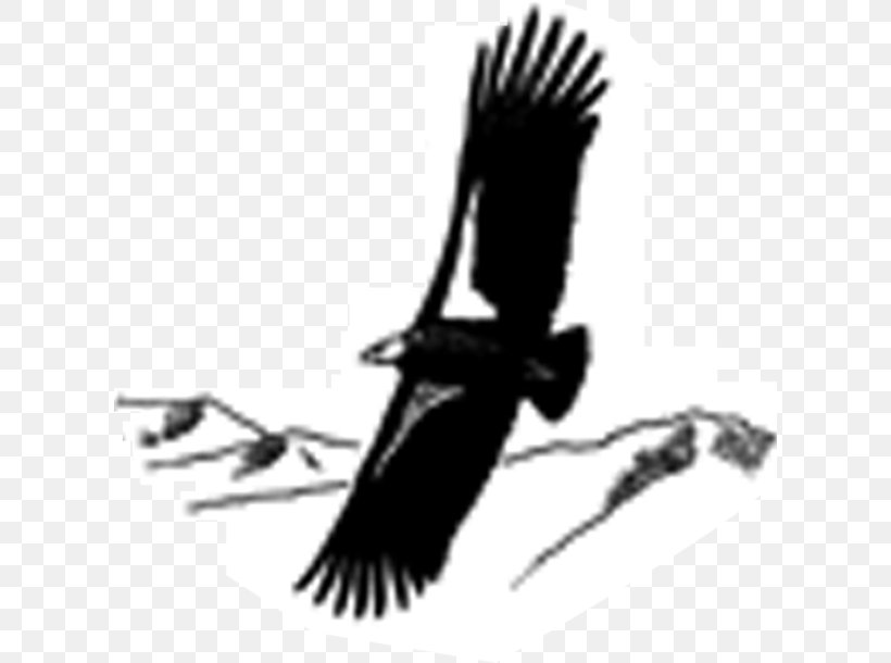 cornell university ornithology all about birds