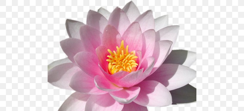 Lilium Pink Flowers Desktop Wallpaper Nymphaea Alba, PNG, 500x374px, Lilium, Aquatic Plant, Arumlily, Flower, Flowering Plant Download Free