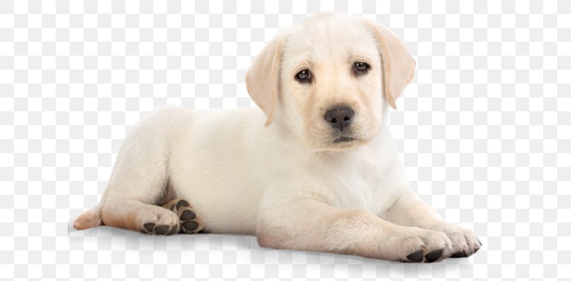 Puppy Labrador Retriever Pet Food, PNG, 625x404px, Puppy, Animal, Carnivoran, Cat, Companion Dog Download Free