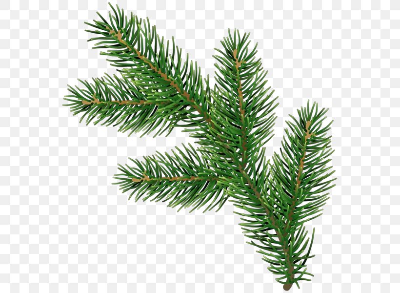 Shortleaf Black Spruce Columbian Spruce Balsam Fir Yellow Fir White Pine, PNG, 573x600px, Cartoon, Balsam Fir, Colorado Spruce, Columbian Spruce, Jack Pine Download Free