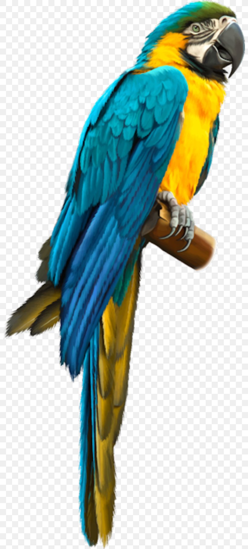 Bird Blue-and-yellow Macaw Amazon Parrot Parrots, PNG, 800x1812px, Bird, Amazon Parrot, Beak, Blueandyellow Macaw, Common Pet Parakeet Download Free