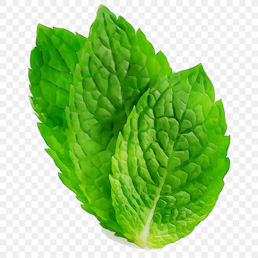 Chemistry 0 Romaine Lettuce Milk Spring Greens, PNG, 1140x1140px, 2018, Chemistry, Annual Plant, Anxiety, Apple Mint Download Free