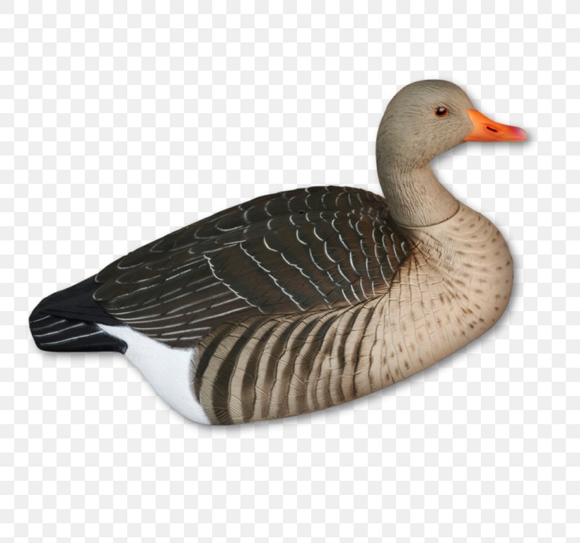 Mallard Goose Duck Hunting Bird, PNG, 768x768px, Watercolor, Cartoon, Flower, Frame, Heart Download Free