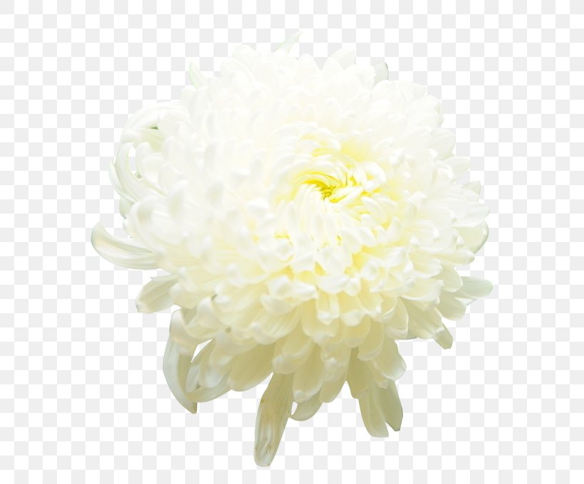 Chrysanthemum Xd7grandiflorum Cut Flowers Icon, PNG, 800x680px, Chrysanthemum Xd7grandiflorum, Chrysanthemum, Chrysanths, Cut Flowers, Dahlia Download Free