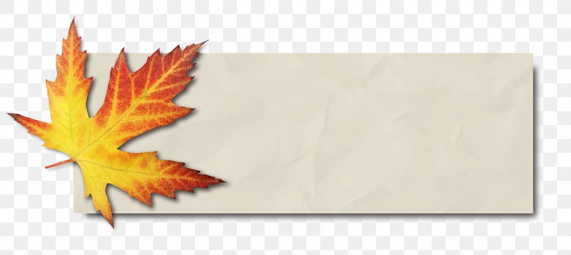 Maple Leaf Autumn Leaf Color Bàner Image, PNG, 1280x573px, Maple Leaf, Autumn, Autumn Leaf Color, Baner, Computer Animation Download Free