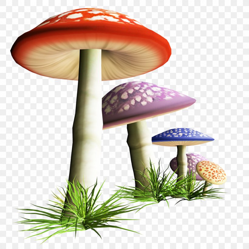 Mushroom Fungus Clip Art, PNG, 1000x1000px, Mushroom, Flower, Fungus, Grass, Photography Download Free