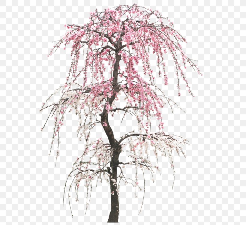Peach Image Drawing Tree, PNG, 561x750px, Peach, Branch, Cherries, Cherry Blossom, Drawing Download Free