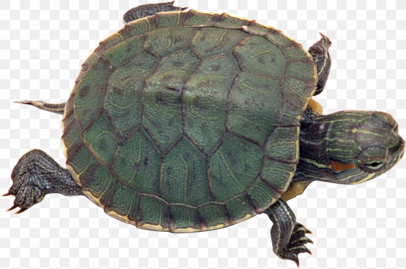Turtle Pet Tortoise Reptile Red-eared Slider, PNG, 2212x1467px, Turtle, Animal, Box Turtle, Cat, Chelydridae Download Free