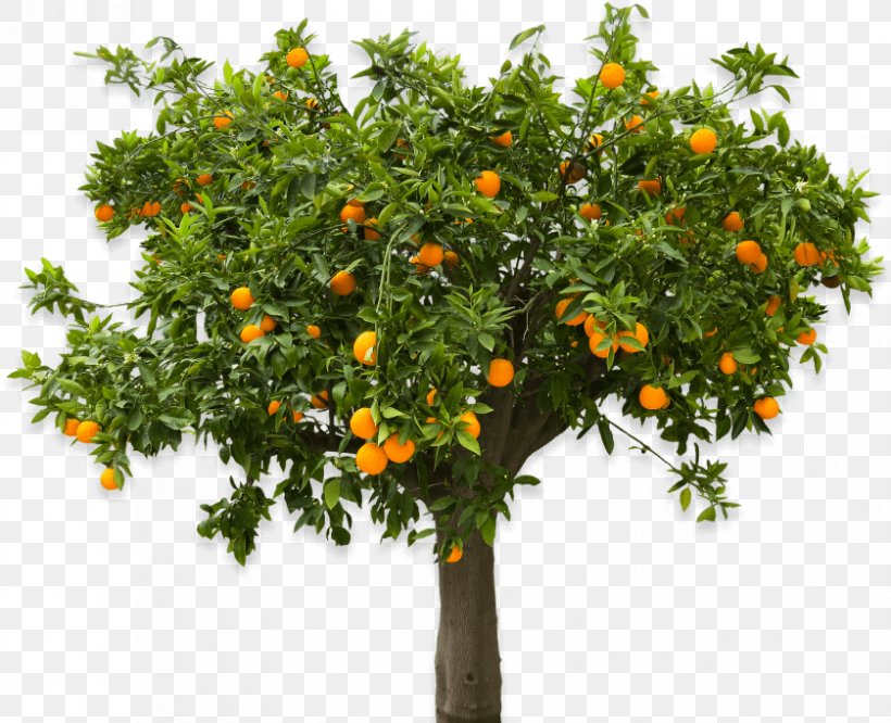 Apple Tree, PNG, 839x682px, Orange, Apple, Bitter Orange, Branch, Calamondin Download Free