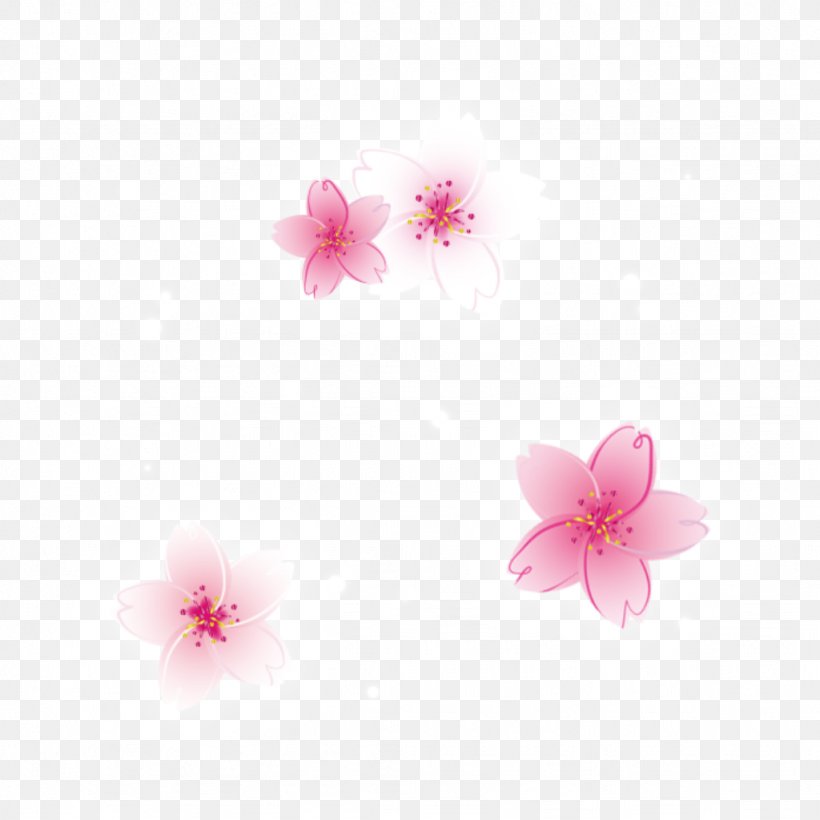 Cherry Blossom ST.AU.150 MIN.V.UNC.NR AD Desktop Wallpaper Pink M, PNG, 1024x1024px, Cherry Blossom, Blossom, Cherries, Computer, Flower Download Free