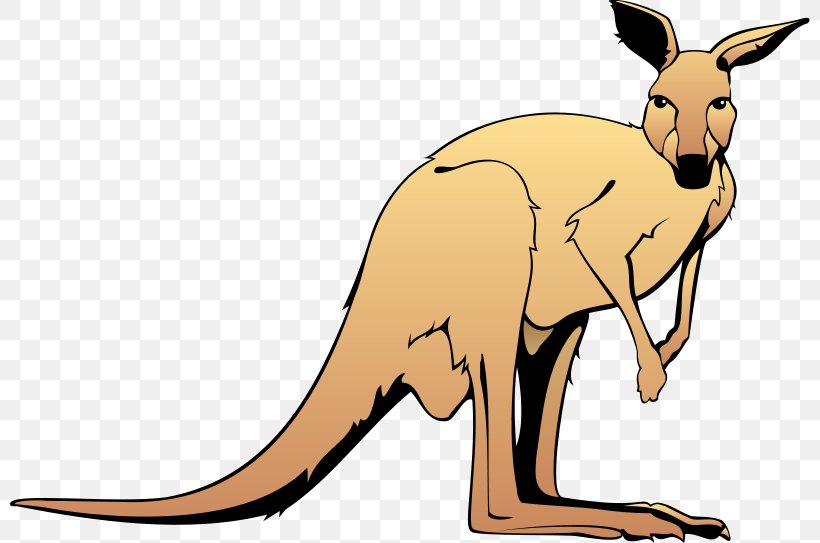 Kangaroo Free Content Clip Art, PNG, 800x543px, Kangaroo, Dog Like Mammal, Drawing, Fauna, Free Content Download Free