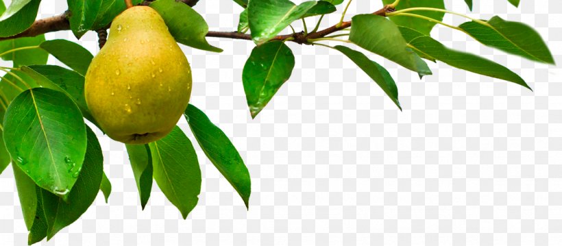 Pear Candle Fruit Tree Branch, PNG, 1126x494px, Pear, Bosc Pear, Branch, Candle, Food Download Free