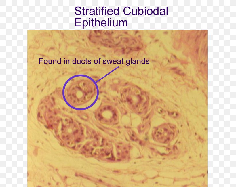 Stratified Cuboidal Epithelium Simple Cuboidal Epithelium Tissue Stratified Columnar Epithelium, PNG, 700x650px, Stratified Cuboidal Epithelium, Anatomy, Biology, Connective Tissue, Epithelium Download Free