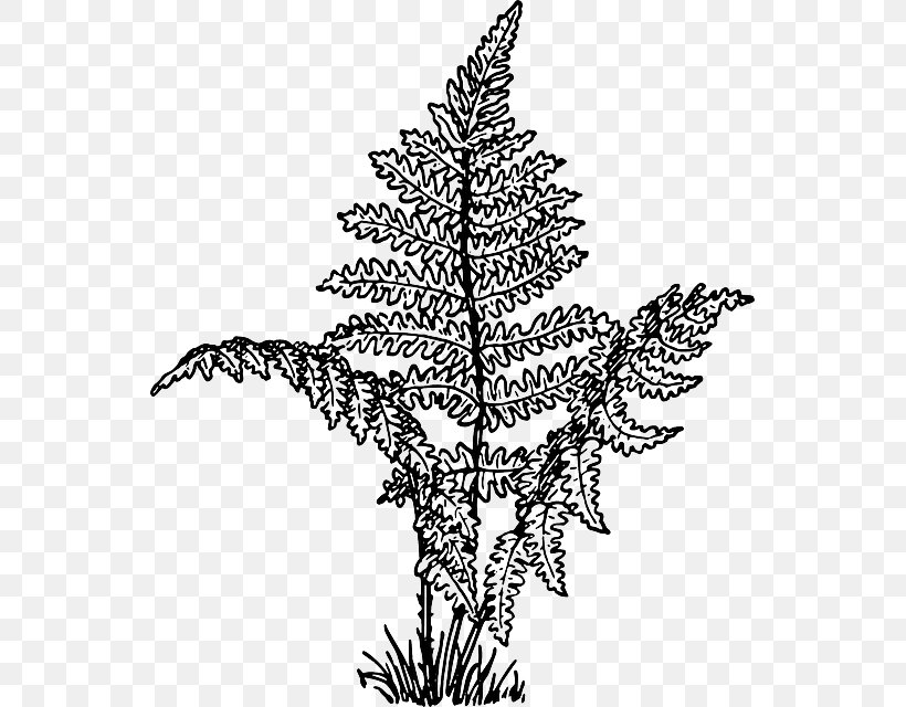 Where The Red Fern Grows Coloring Book Plant, PNG, 547x640px, Fern, Black And White, Branch, Christmas Decoration, Christmas Ornament Download Free