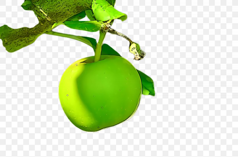 Green Plant Food Fruit Leaf, PNG, 2460x1628px, Green, Flower, Food, Fruit, Leaf Download Free