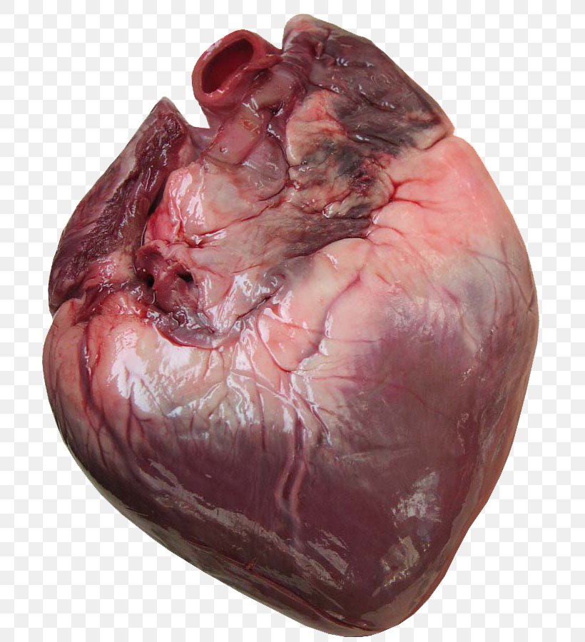 Heart Anatomy Human Body Cardiac Muscle Clip Art, PNG, 708x900px, Watercolor, Cartoon, Flower, Frame, Heart Download Free